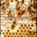 New Zealand Manuka Honey Bulk